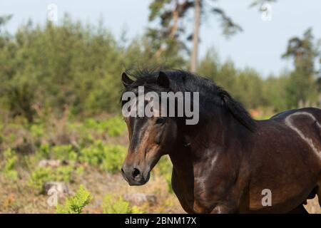 Colpo di testa dello stallone di Gotland russ, l'unico pony nativo della Svezia, Gotland Island, Svezia. Foto Stock