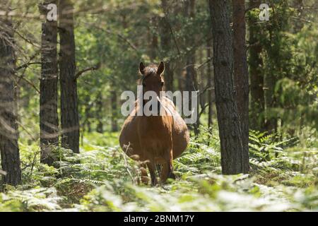 Gotland russ mare, l'unico pony nativo della Svezia, in piedi nella foresta, Gotland Island, Svezia. Giugno. Foto Stock