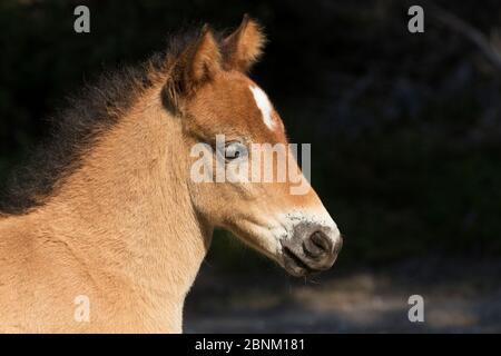 Colpo di testa di selvatico Gotland russ colt foal, l'unico pony nativo della Svezia, Gotland Island, Svezia. Giugno. Foto Stock