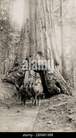 Cavallo e carrozza, passando attraverso il tronco di Wawona, una sequoia gigante Mariposa Grove, Yosemite National Park, California, USA. È caduto nel 1969 Foto Stock