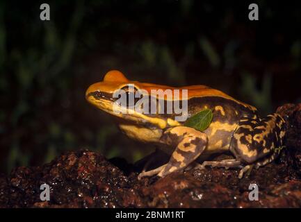 Rana di fungoide (Ilarana malabarica), rana semi-acquatica di grandi dimensioni. Amboli, Maharashtra, India. Foto Stock