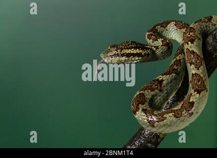 Vipera malabarese (Trimeresurus malabaricus), colore verde morph. Agumbe, Karnataka, Ghati occidentali. India. Endemico. Foto Stock