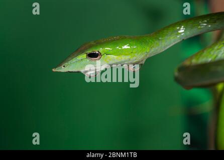 Serpente di vite verde (Ahheulla nasuta), Agumbe, Karnataka, Ghati occidentali, India. Foto Stock