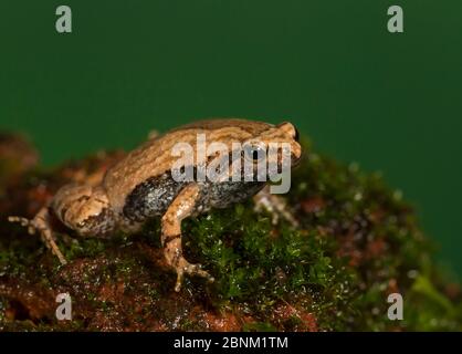 Rana ornata dal boccale stretto (ornata da Microhyla) Amboli, Maharashtra, India. Foto Stock