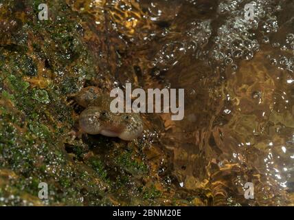 La rana notturna di Humayun (nyctibatrachus humayuni), chiamata maschile seduto vicino al torrente della foresta. Ghati occidentali Amboli, Maharashtra, India. Endemico. Vulnerabile Foto Stock
