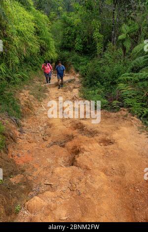 America, Caraibi, grandi Antille, Repubblica Dominicana, Jarabacoa, Manabao, Parque Nacional José Armando Bermúdez, Pico Duarte, escursionisti nella ripida salita attraverso la fitta foresta di montagna a Pico Duarte Foto Stock