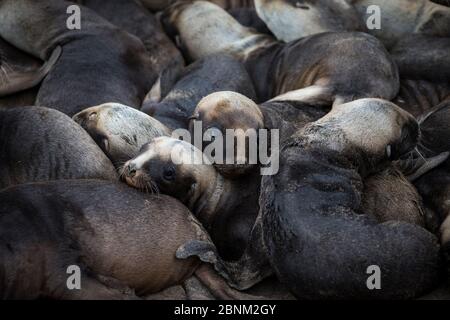 Leone marino neozelandese (Phocarctos hookeri) cuccioli huddle per il calore alla colonia di Sandy Bay, Enderby Island, arcipelago delle Isole Auckland, Nuova Zelanda. Foto Stock