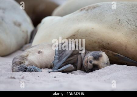 Leone di mare della Nuova Zelanda (Phocarctos hookeri) cucito a Sandy Bay, Enderby Island, arcipelago delle isole di Auckland, Nuova Zelanda. Foto Stock