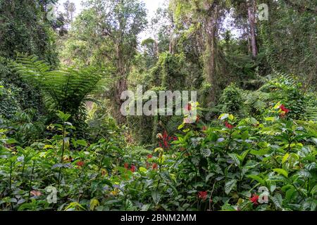 America, Caraibi, grandi Antille, Repubblica Dominicana, Jarabacoa, Manabao, Parque Nacional José Armando Bermúdez, Pico Duarte, lussureggiante vegetazione nel Parco Nazionale José A. Bermúdez sulla strada per il Pico Duarte Foto Stock