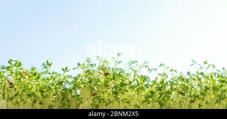micrograni, concetto di alimentazione sana. Germogli grezzi sullo sfondo del cielo. Piselli germogliati. Germogli crescenti. Concetto di vita verde. Cibo biologico. Foto Stock
