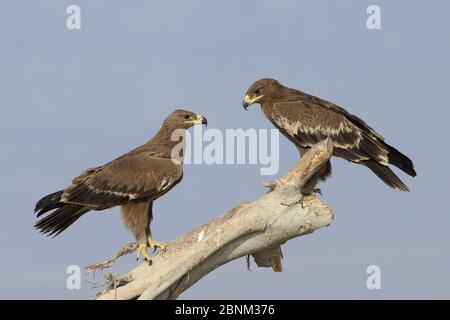 Steppa aquila (Aquila nipalensis) due su tronco di albero, Oman, febbraio Foto Stock