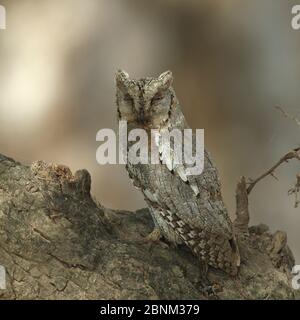 Arabian scops owl (Otus pamelae) su log, Oman, novembre Foto Stock