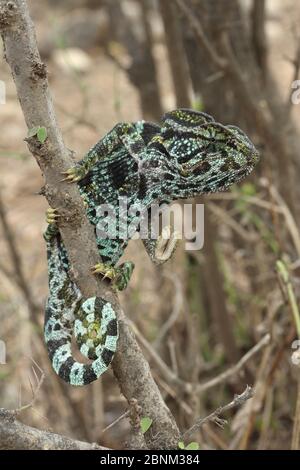 Arabian chameleon (Chamaeleo arabicus) nella struttura ad albero, Oman, Novembre Foto Stock