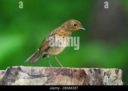 Novellame Robin (Erithacus rubbecula) arroccato su un tronco, Dorset, Inghilterra, UK, giugno. Foto Stock