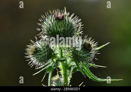 Spear Thistle (Cirsium vulgare) gemme, Dorset, Inghilterra, Regno Unito, luglio. Foto Stock