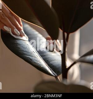Donna giardiniere mani che strofinano la polvere dalle foglie di piante domestiche, curando di pianta Ficus elastico robusta utilizzando un tampone di cotone, fuoco selettivo sull'acqua Foto Stock