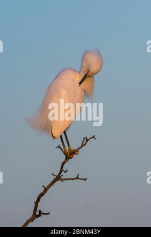 Garza innevata (Egretta thula) che predica al tramonto, la Pampa, Argentina Foto Stock