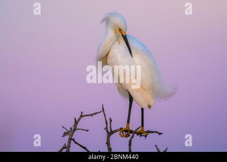 Garza innevata (Egretta thula) che predica al tramonto, la Pampa, Argentina Foto Stock