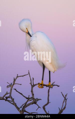 Garza innevata (Egretta thula) che predica al tramonto, la Pampa, Argentina Foto Stock