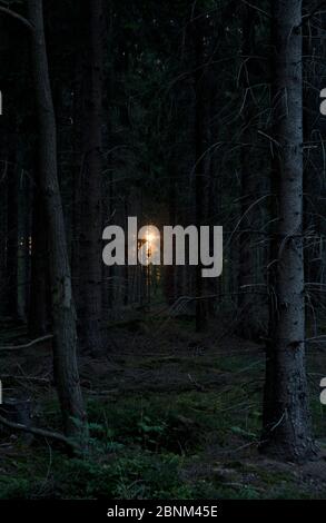 Spaventosa nightfall, ultima luce di sole tramontare in una foresta di pini buia e spettrale Foto Stock