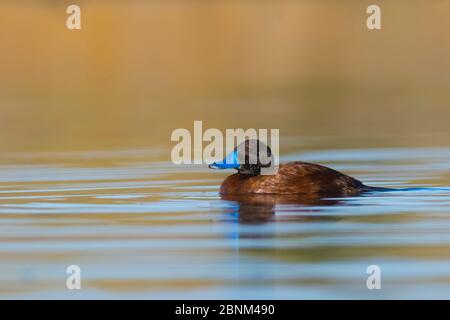 Anatra al lago (Oxyura vitta), maschio, la Pampa Argentina Foto Stock