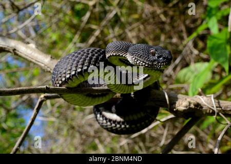 Vipera di mangrovie (Trimeresurus purpurpureomaculatus) in albero, Bukittinggi, Sumatra. Foto Stock