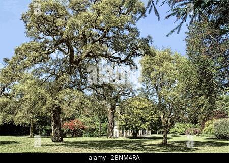 Foto illustrazione Cork Tree nel Giardino Inglese al Monte Edgcumbe Park Cornwall 2015 Foto Stock