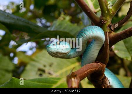 Isola di Sunda pitviper (Trimeresurus insularis) nella struttura ad albero, Isola di Komodo. Foto Stock