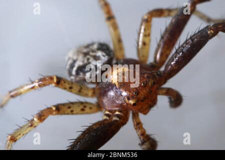 Super primo piano con viso e occhio dettagli di Xysticus lanio maschio (Red Crab-Spider), lungo 7 mm, su una foglia. Foto Stock