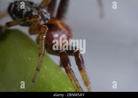 Super primo piano con viso e occhio dettagli di Xysticus lanio maschio (Red Crab-Spider), lungo 7 mm, su una foglia. Foto Stock