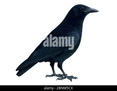 Illustrazione del corvo di Carrion (Corvus corax). Foto Stock