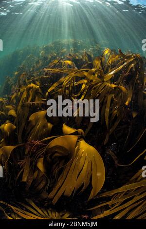 Raggi solari su una foresta di Kelp / Oarweed (Laminaria iperborea). Isole Farne, Northumberland, Regno Unito, Mare del Nord, agosto Foto Stock