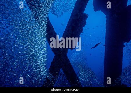 Il cormorano di Brandt (Phalacrocorax penicillatus) coglie per un pasto in una scuola di sgombro di chub del Pacifico (Scomber japonicus) sotto l'impianto petrolifero Eureka. Los Foto Stock