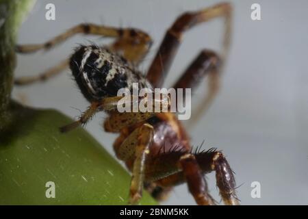 Super primo piano con viso e occhio dettagli di Xysticus lanio maschio (Red Crab-Spider), lungo 7 mm, su una foglia. Foto Stock