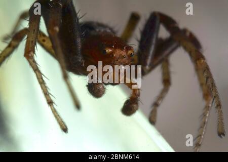 Super primo piano con viso e occhio dettagli di Xysticus lanio maschio (Red Crab-Spider), lungo 7 mm, su una foglia. Foto Stock