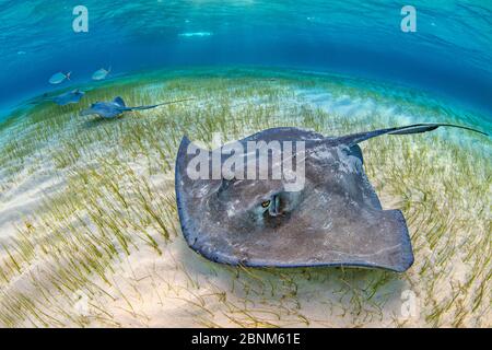 Razze meridionali (Hypanus americanus) grandi femmine e due maschi più piccoli forano su gabbiani in acque poco profonde, accompagnati da martinetti a barra (Caranx rub Foto Stock