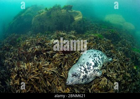 Gray Seal (Haichaoerus grypus) grande femmina adulta dorme in un letto di alghe (Fucus serratus) Lundy Island, Devon, Inghilterra, Regno Unito Bristol Channel, Augus Foto Stock