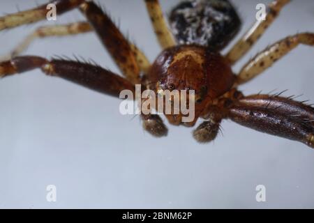 Super primo piano con viso e occhio dettagli di Xysticus lanio maschio (Red Crab-Spider), lungo 7 mm, su una foglia. Foto Stock