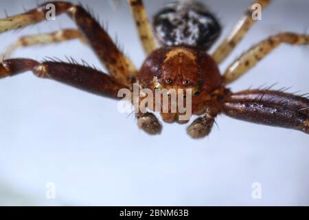 Super primo piano con viso e occhio dettagli di Xysticus lanio maschio (Red Crab-Spider), lungo 7 mm, su una foglia. Foto Stock