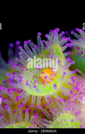 Anemoni gioiello (Corynactis viridis) Plymouth, Devon, UK agosto Foto Stock