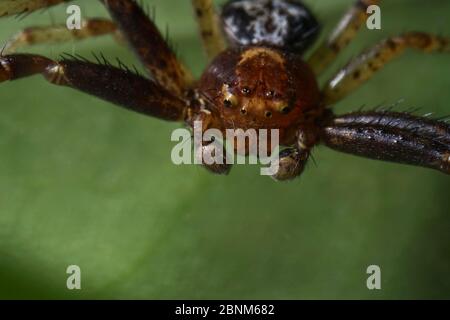 Super primo piano con viso e occhio dettagli di Xysticus lanio maschio (Red Crab-Spider), lungo 7 mm, su una foglia. Foto Stock