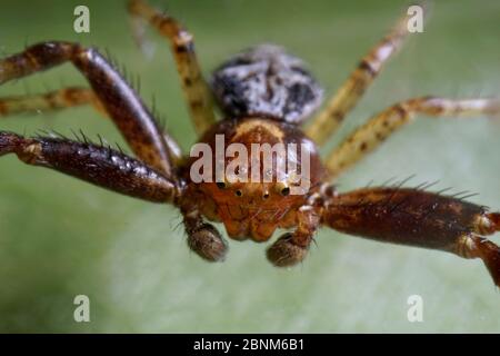 Super primo piano con viso e occhio dettagli di Xysticus lanio maschio (Red Crab-Spider), lungo 7 mm, su una foglia. Foto Stock