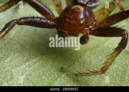 Super primo piano con viso e occhio dettagli di Xysticus lanio maschio (Red Crab-Spider), lungo 7 mm, su una foglia. Foto Stock