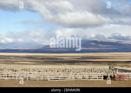 Pecora in penna in paesaggi Torres del Paine. Patagonia, Puerto Natales, Cile. Aprile 2016. Foto Stock