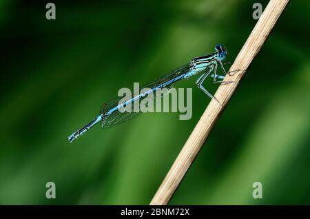 Maschio damselfly a zampe bianche (Platycnemis pennipes) che riposa, Dorset, UK, luglio Foto Stock