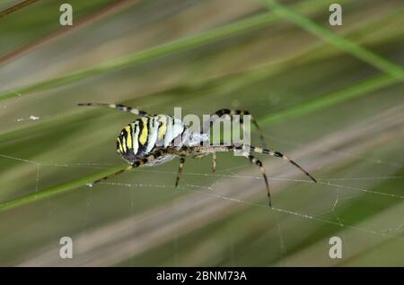 Femmina Wasp Spider (Argiope bruennichi), Morden Bog, Dorset, Regno Unito, agosto. Foto Stock