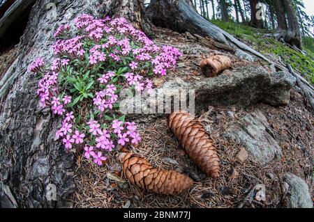 Pietra di soapwort (Saponaria ocymoides) in fiore intorno alla base di una conifere. Nordtirol, Tirolo, Alpi austriache, Austria, luglio. Foto Stock