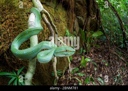 Vipa di Wagler (Tropidolaemus wagleri) nel sottopie della foresta fluviale. Fiume Kinabatangan, Sabah, Borneo. Foto Stock