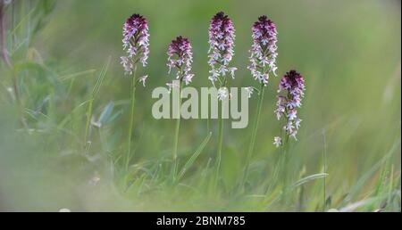 Cluster di bruciato bruciato o punta di orchidee (Neotinea ustulata) in un prato alpino. Tirolo, Austria. Foto Stock