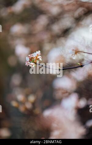 Palla di neve invernale, Viburnum x bodnantense 'Alba' Foto Stock